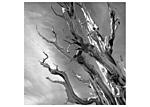 Bristlecone Ghost Tree two.jpg