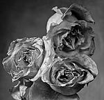Roses WP-001.jpg