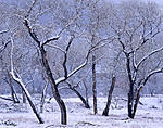 winter trees copy.jpg