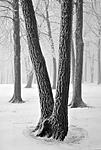 snowy trees brigham county park b&w.jpg