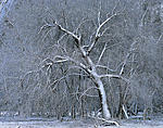 snow covered oak tree copy.jpg