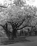 Cherry Trees in Freedom Pk-Kodak FP-12in Ektar copy.jpg
