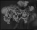 old-roses-HBH002.jpg