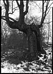 Ghost Tree (web).jpg