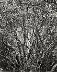 Branches, Manila Dunes, CA_16x20.jpg