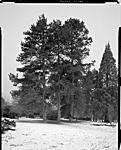 Trees in snow 1.jpg