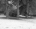 Trees in snow 2.jpg