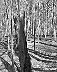 dead-tree,-forest001-5.jpg