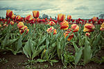 0415_NicholasTravers_Wooden Shoe Tulips ec35 kg400_0003.jpg