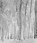 Trees Schauinsland Winter.jpg