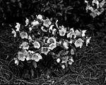 Lenton Roses-03-29-Ilex Paragon 10in at F4 copy.jpg