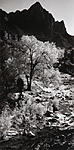 Cottonwood - North Fork Virgin River small.jpg