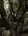 soft focus black oak.jpg