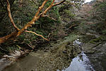 1JapaneseMadrone1.jpg