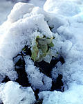 Lenten Rose in Snow-Super Sp Graflex - Kodak 203mm copy.jpg