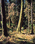 Olympic-forest.jpg