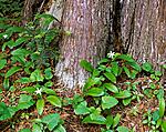 Trunk and flowers.jpg