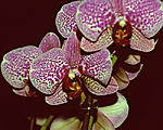 Orchid in Sunroom-Sutter No4 at f16-4x5 copy.jpg