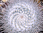 Cactus spiral.jpg