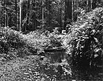 Prairie Creek, 1982_16x20.jpg