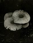 mushrooms of prairie creek 2014.jpg