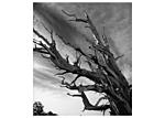 Sweeping Clouds and Bristlecone Tree.jpg