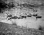 Geese Family on Bass Lake-B R-Scovill on old SG copy.jpg