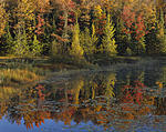 morning light- maples and tamaracks .jpg