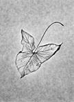 arrowhead leaf.jpg