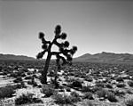 joshua_tree.jpg