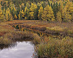 tamarack and evergreens .jpg