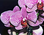 Orchid-Sutter No4 at f16 roll film copy.jpg