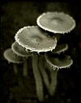 shrooms skunk cabbage trail web.jpg