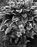 Lenton Roses and Hostas-Wol-10 in Paragon at F8.jpg