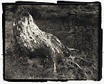 Stump, Buttle Lake.jpg