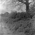 30 04 16 Hedgerow.jpg