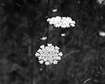 Queen Ann Lace-180mm Helier at F11 copy.jpg