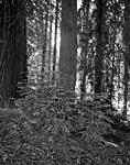 Coast Redwood.jpg