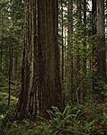 Redwoods_DelNorte.jpg