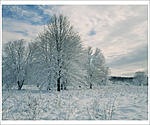 Click image for larger version. 

Name:	Maple Trees in Snow DS.jpg 
Views:	143 
Size:	197.9 KB 
ID:	108167