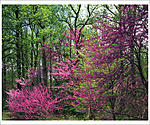 Click image for larger version. 

Name:	Redbuds Galore DS.jpg 
Views:	139 
Size:	197.4 KB 
ID:	108168