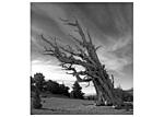 Bristlecone Ghost Tree one.jpg