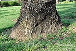tree-roots22014614 (1).jpg