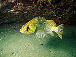 Click image for larger version. 

Name:	Rock fish.jpg 
Views:	36 
Size:	120.4 KB 
ID:	133635