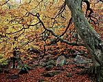 Click image for larger version. 

Name:	Padley Gorge, Derbyshire, UK.jpg 
Views:	157 
Size:	178.1 KB 
ID:	136539