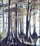 Click image for larger version. 

Name:	Reelfoot-L3583.jpg 
Views:	176 
Size:	170.6 KB 
ID:	142194