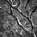 Click image for larger version. 

Name:	Red Gum Branches web.jpg 
Views:	124 
Size:	161.7 KB 
ID:	151405