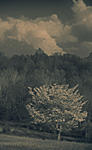 Click image for larger version. 

Name:	Dogwood and clouds LR.jpg 
Views:	135 
Size:	49.0 KB 
ID:	153105