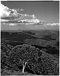 Click image for larger version. 

Name:	Snowgum_crosscutsaw.jpg 
Views:	124 
Size:	87.1 KB 
ID:	157053