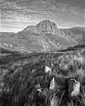 Click image for larger version. 

Name:	Tryfan LF.jpg 
Views:	323 
Size:	98.2 KB 
ID:	157907